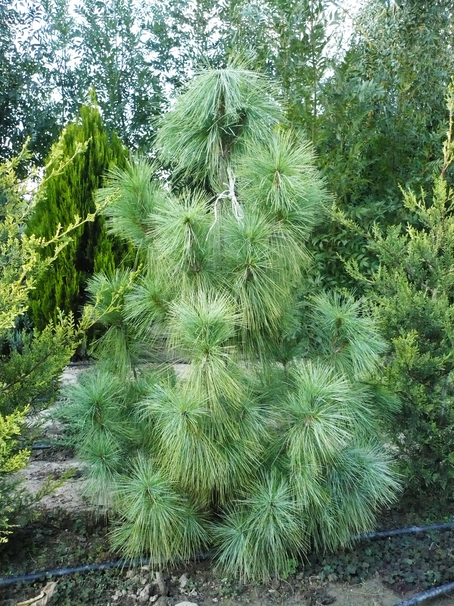 Pinus wallichiana (Excelsa)