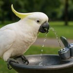 Smart Cockatoos Are Outsmarting Sydney—Now They’re Operating Water Fountains for a Drink